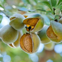 Aceite de almendras