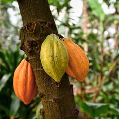 Manteca de cacao