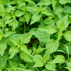 Ortiga verde