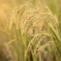 Almidón de arroz