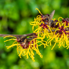 Hidrolato de hamamelis