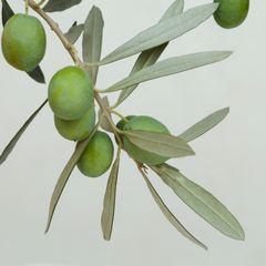 Aceite de oliva