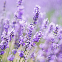 Hidrolato de lavanda