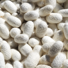 Proteína de seda