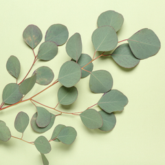 Eucalyptus